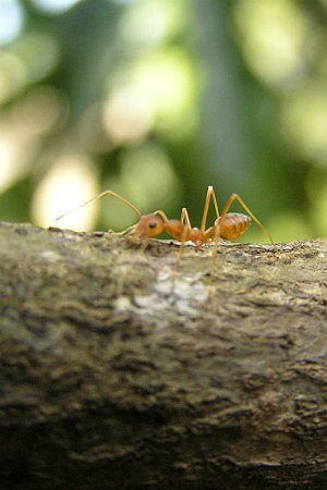 Comment se débarrasser des fourmis de feu