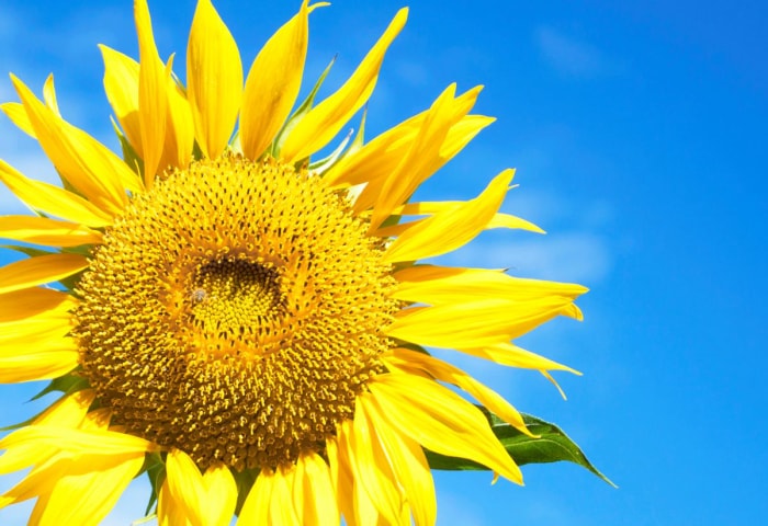 10 faits amusants sur les tournesols