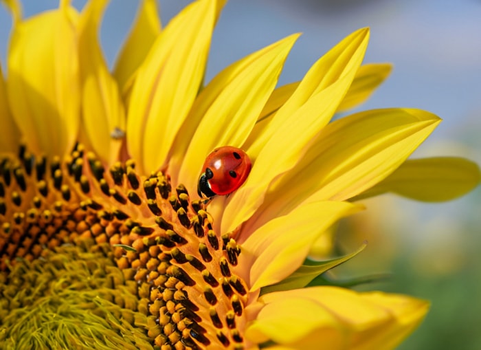 gros plan d'un tournesol avec une coccinelle dessus