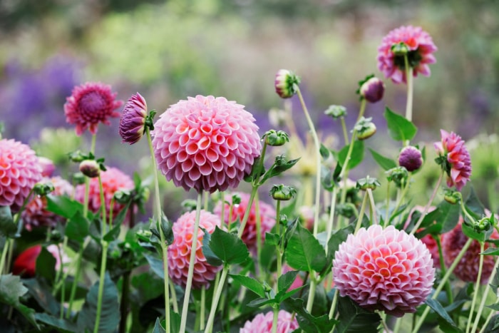 Fleurs de dahlias roses dans le jardin.