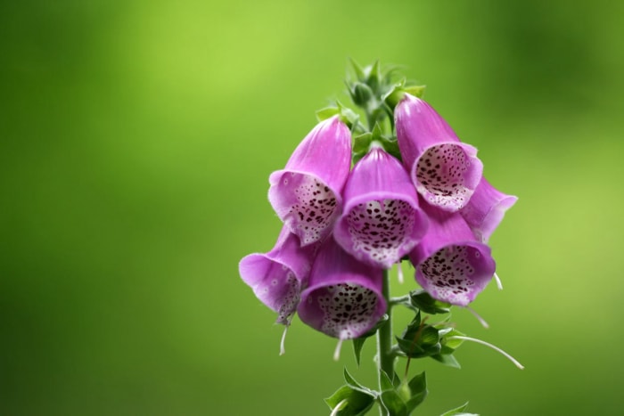 11 fleurs qui donneront à votre jardin une atmosphère de cottage anglais