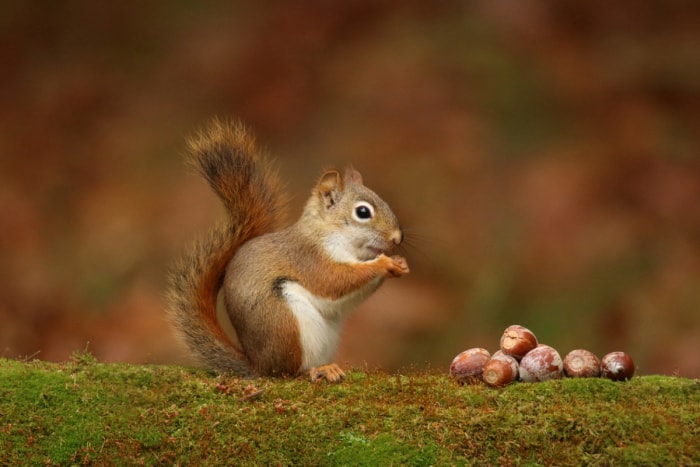 12 façons de prédire le temps en observant la nature dans votre jardin - écureuil avec des noix