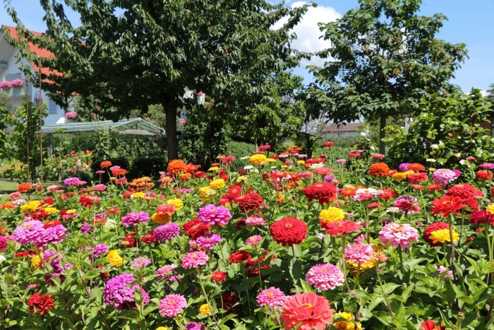 Patch de zinnéas multicolores dans le jardin de l'arrière-cour.