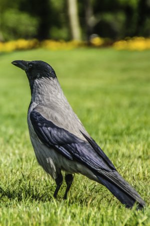 Comment se débarrasser des corbeaux dans la cour