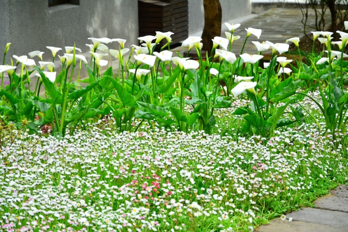 Un grand parterre de fleurs avec un couvre-sol nécessitant peu d'entretien pour éviter les mauvaises herbes.