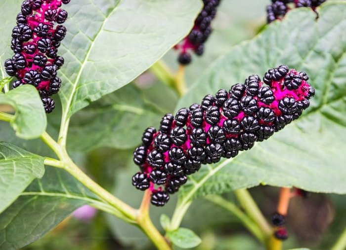 10 jolies plantes dont vous ignoriez qu'elles étaient toxiques