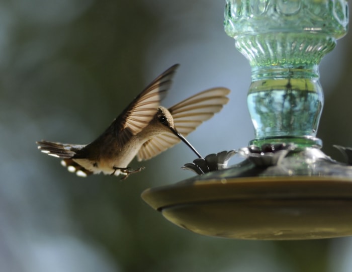 Attirez plus de colibris dans votre jardin en évitant ces 10 erreurs courantes