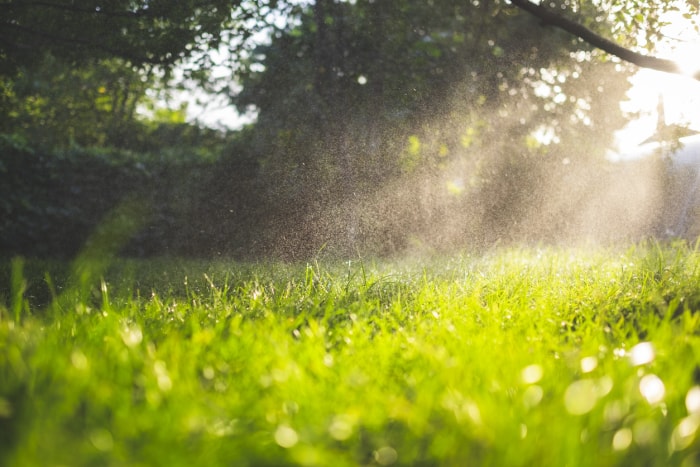 Combien de temps faut-il à l'herbe pour pousser ?