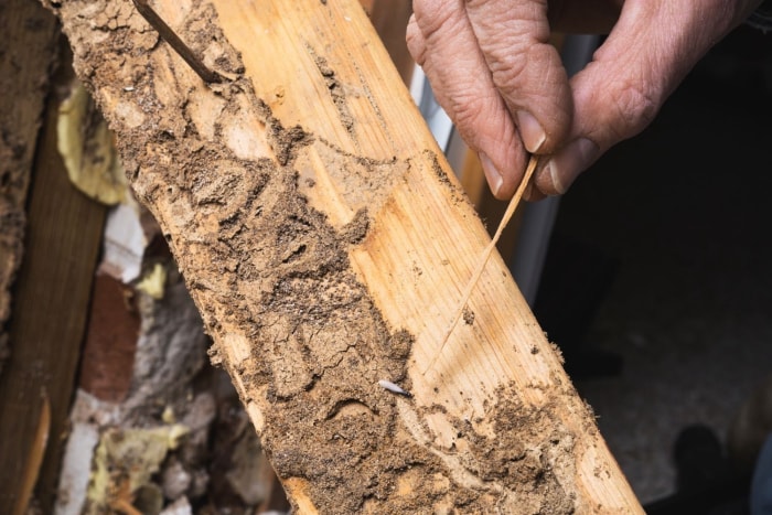 Termites et fourmis