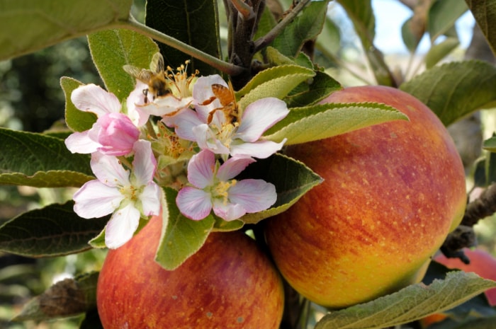 Apple tree with flowers and fruit