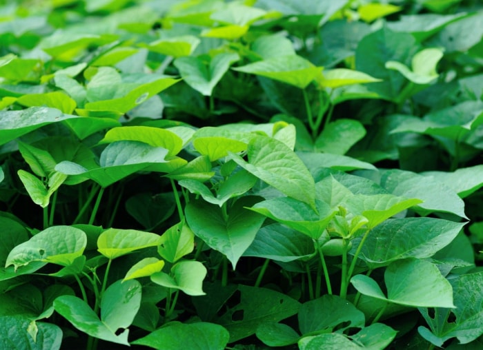 Les meilleures plantes en pot pour le plein soleil