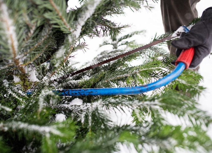 10 choses à savoir avant de couper votre propre sapin de Noël