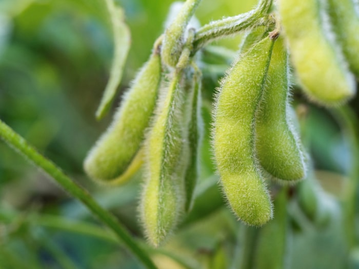 Gousses d'edamame duveteuses suspendues à la plante.