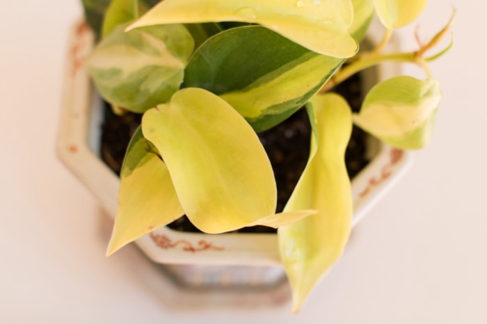 Plante d'intérieur Philodendron citron vert avec ses feuilles jaunes emblématiques dans un pot.