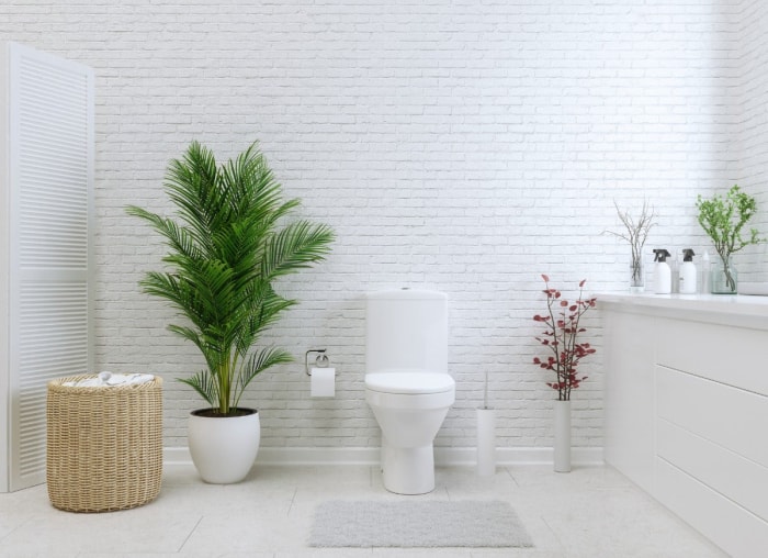 Les 26 meilleures plantes pour la décoration de la salle de bain