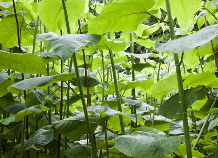 Les 15 pires plantes envahissantes d'Amérique