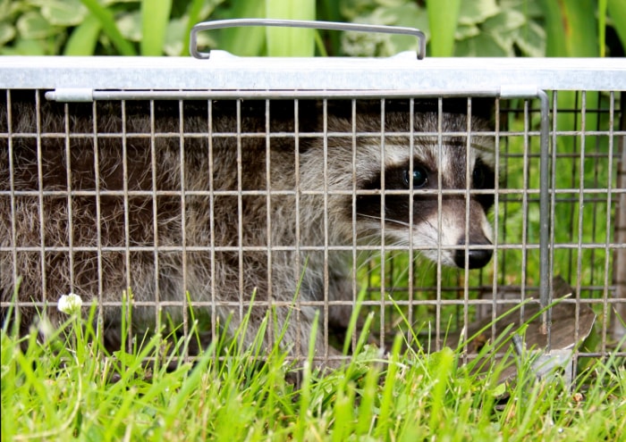 Raton laveur pris dans un piège métallique vivant.