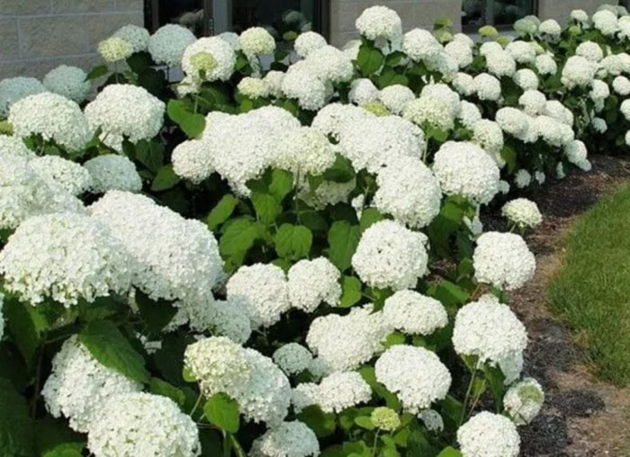 Plantez ces 12 hortensias pour un jardin époustouflant