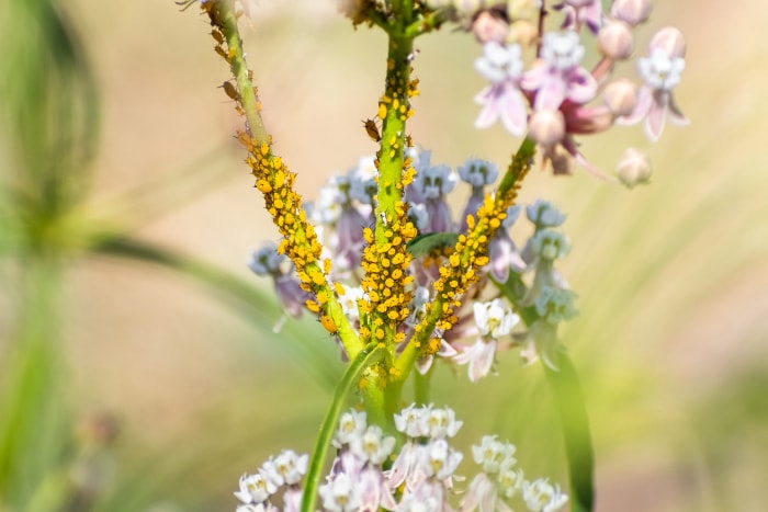 Gros plan de pucerons (poux des plantes, mouche verte, mouche noire ou mouche blanche) se nourrissant d'une plante d'asclépiade à feuilles étroites ; Santa Clara, Californie