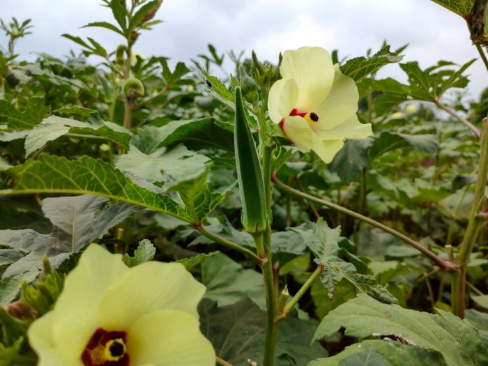 Plants de gombo avec des fleurs jaunes.