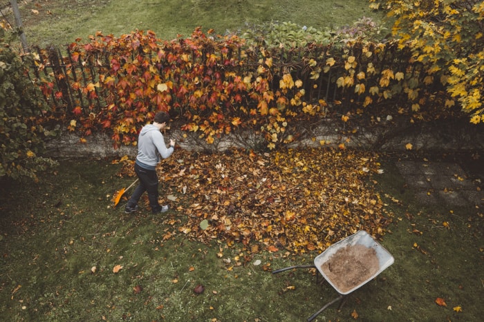 Coût du nettoyage d'automne