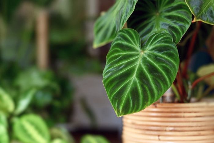 plantes d'intérieur à faible luminosité philodendron gros plan feuille