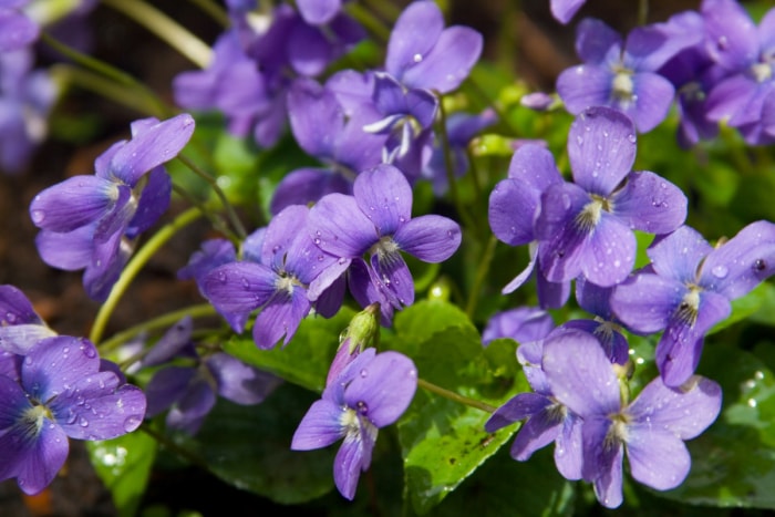 Fleurs bleues violettes.