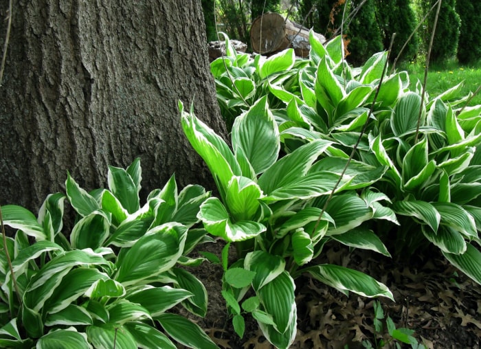 14 plantes, arbustes et arbres qui peuvent vous aider à vendre votre maison