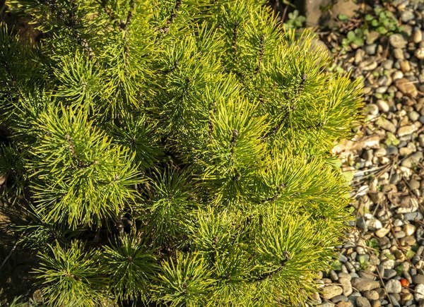 Pin Mugo Wintergold de Carsten (Pinus mugo 'Carsten's Wintergold')