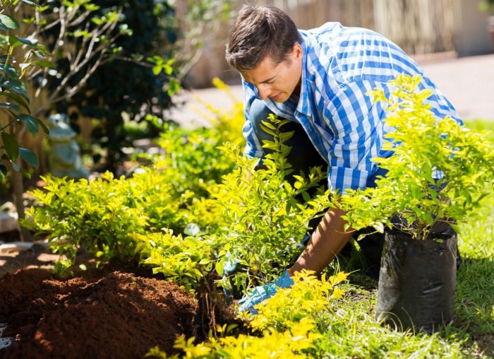 11 conseils de jardinage séculaires à ignorer complètement