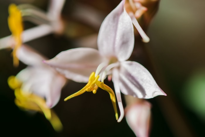 Fleurs d'Epimedium spp. poussant à l'extérieur.