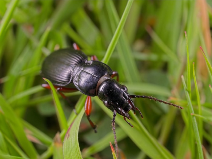 scarabée noir rampant sur les brins d'herbe