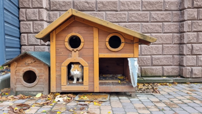 chat errant assis dans une maison pour chat en bois à l'extérieur.