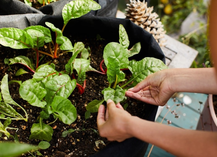 10 façons dont votre jardin peut lutter contre le changement climatique