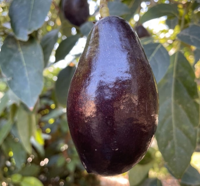 Gros plan sur un avocat de couleur foncée.