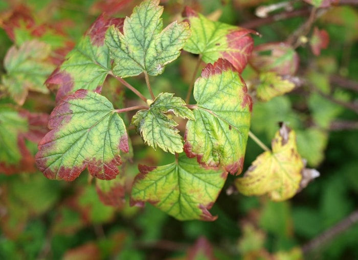 14 symptômes d'une plante d'intérieur malheureuse (et comment les traiter)