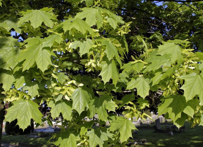 Ces plantes populaires pourraient en fait être mauvaises pour votre jardin