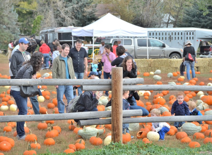 Denver, CO, USA - 3 octobre 2015 : Festival annuel de citrouilles d'automne du parc historique Four Mile de Denver, un événement familial. Ouvert à tous les âges et l'entrée et le stationnement sont gratuits ! Avec de la musique d'antan, des pommes au caramel faites maison, un champ de citrouilles, de l'artisanat, un concours de dégustation de tartes, des promenades en calèche et bien plus encore, il y en a pour tous les goûts !