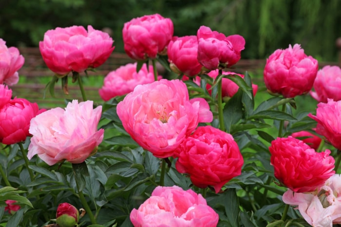 Pivoines rose vif dans le jardin.