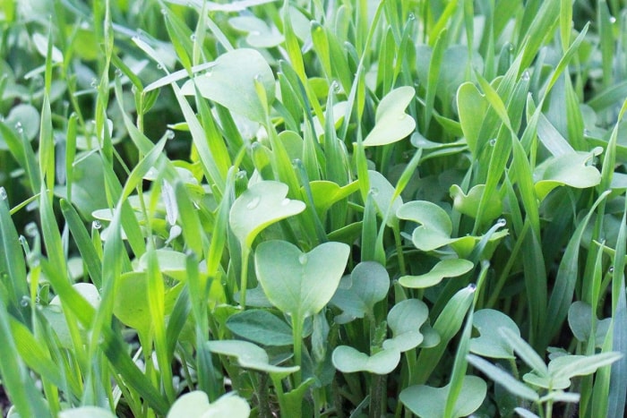 Gros plan de plantes de couverture denses poussant dans le sol d'un jardin familial