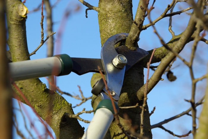 meilleur moment pour tailler les arbres