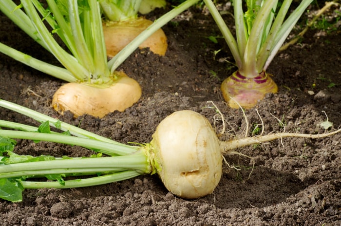 Navet blanc dans le jardin