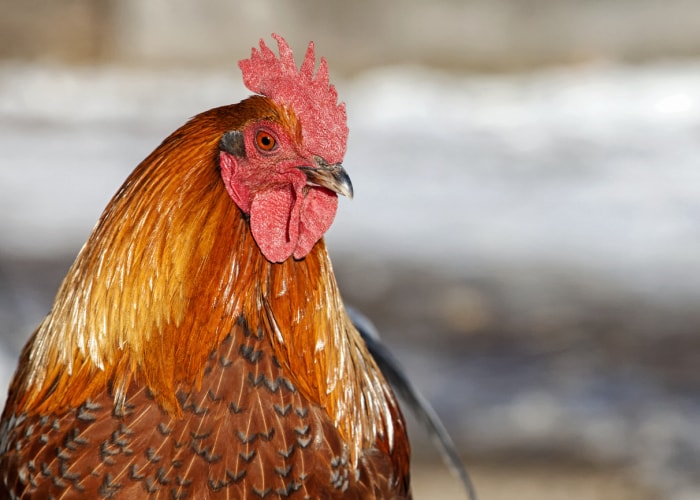 iStock-529005597 prix des œufs élevage de poulets poulet Ameraucana