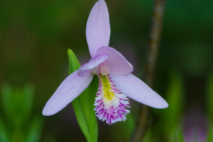 plantes en voie de disparition