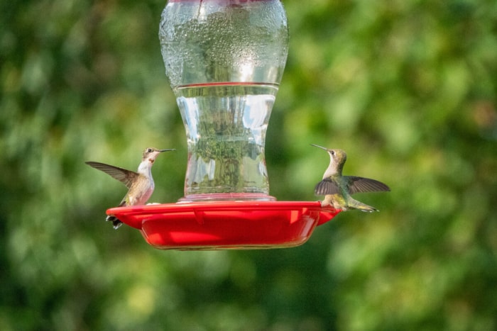 Attirez plus de colibris dans votre jardin en évitant ces 10 erreurs courantes