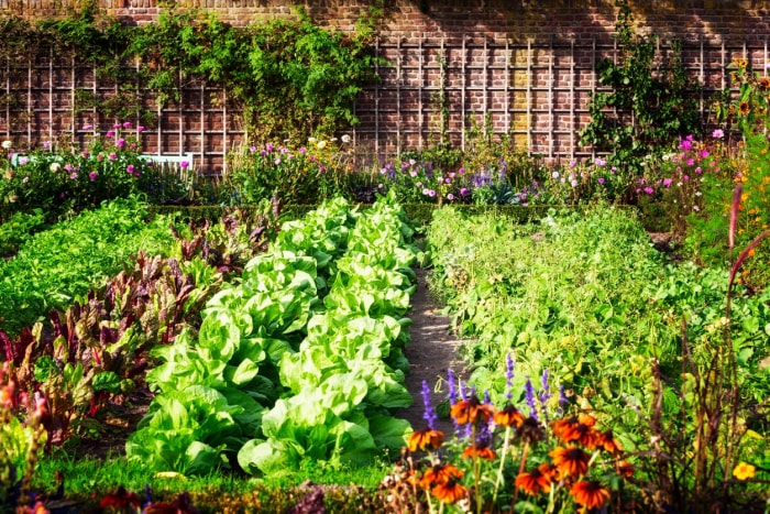 10 plantes qui poussent mieux avec des compagnons