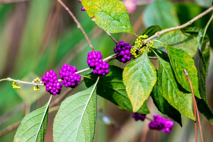 Rangée de myrtilles d'Amérique violettes sur une fine branche aux feuilles vertes.