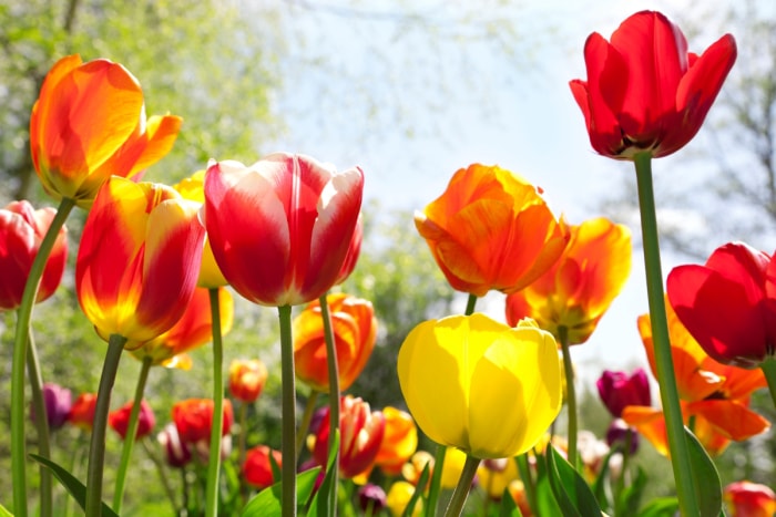 Des tulipes rouges et jaunes éclatantes poussent dans le jardin.