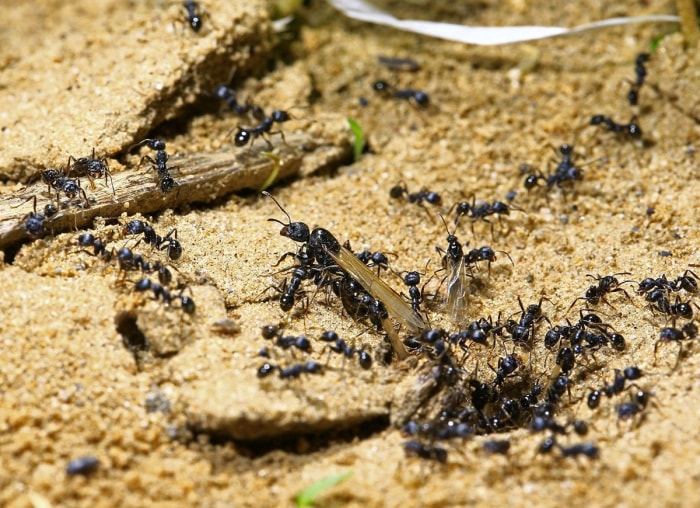 20 conseils pour éloigner toutes les bestioles de votre cour et de votre jardin