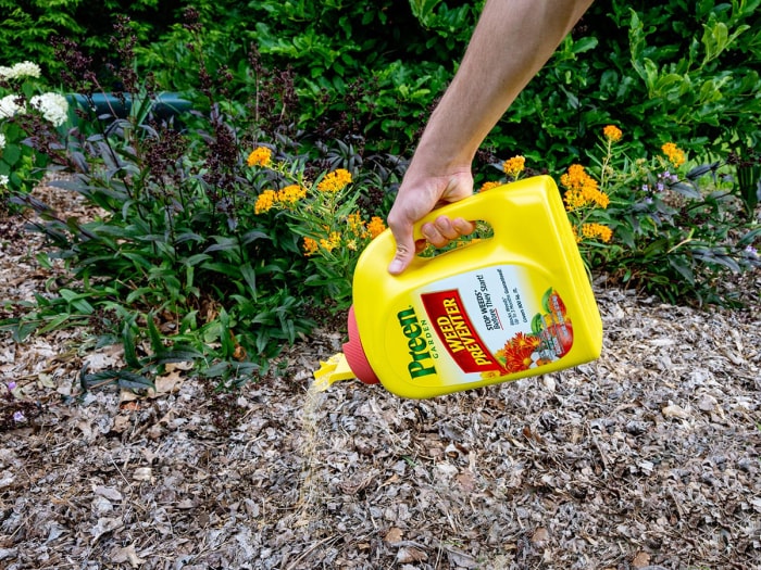 Personne versant du désherbant Preen dans du paillis près des fleurs